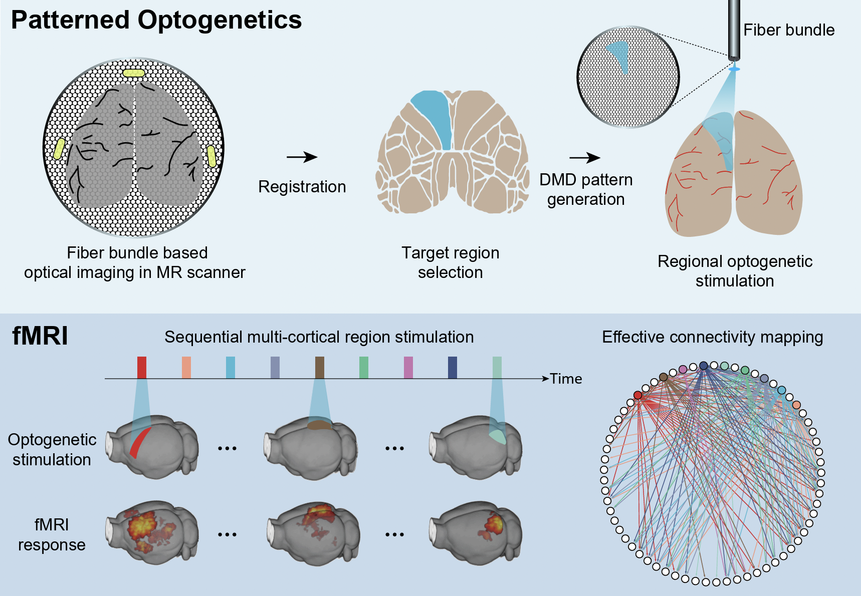 fMRI + Optogenetics