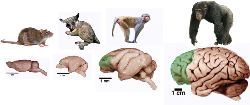PFC across species